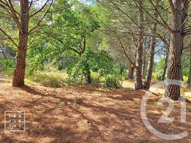 Terrain &agrave; vendre - 5055 m2 - Toulouges - 66 - LANGUEDOC-ROUSSILLON